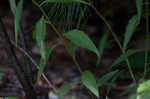 Small bonny bellflower